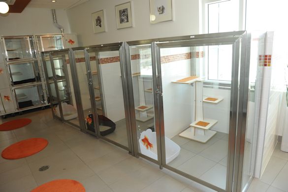 Top cat boarding sales cattery