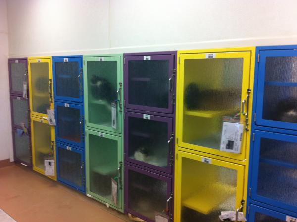 The Best Cat Condo Designs For Your Luxury Boarding Daycare And Animal Sheltering Needs Direct Animal