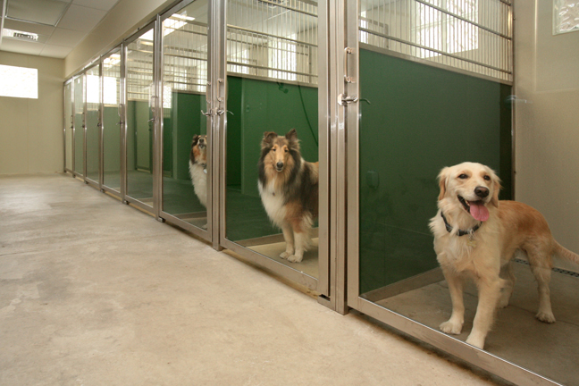 sturdy back panels are the backbone of dog kennel designs