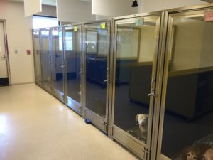 Read more about the article Glass vs. Rod Kennel Doors: What Experienced Facility Owners Know (Before They Buy)