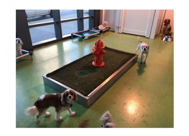 Pet Relief Area for Public Parks - Image 7