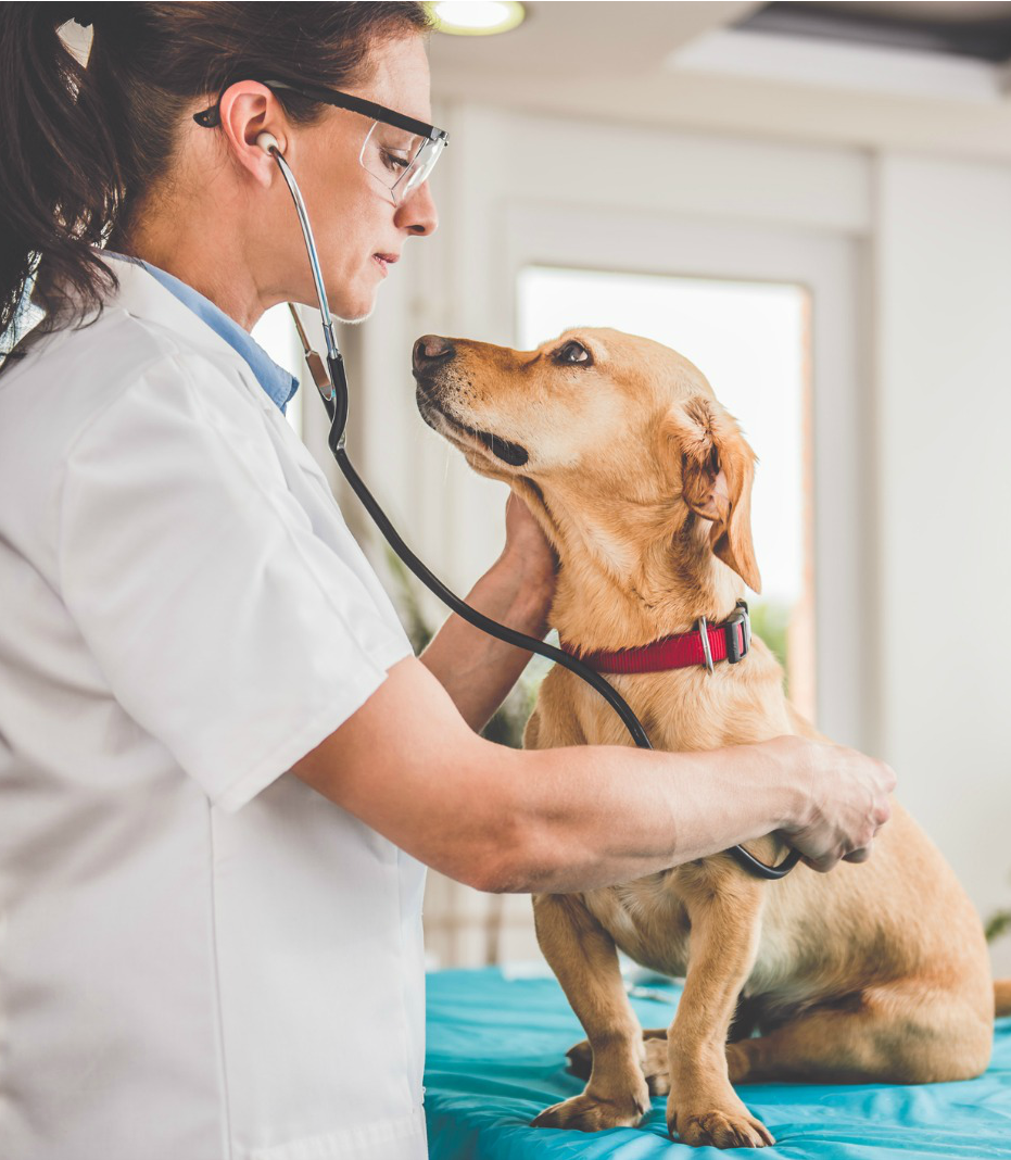 Veterinary Treatment Equipment and Supplies Direct Animal