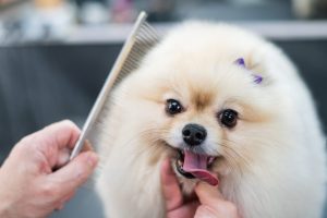 A woman combs a cute Pomeranian after a haircut. Spitz dog in the grooming salon