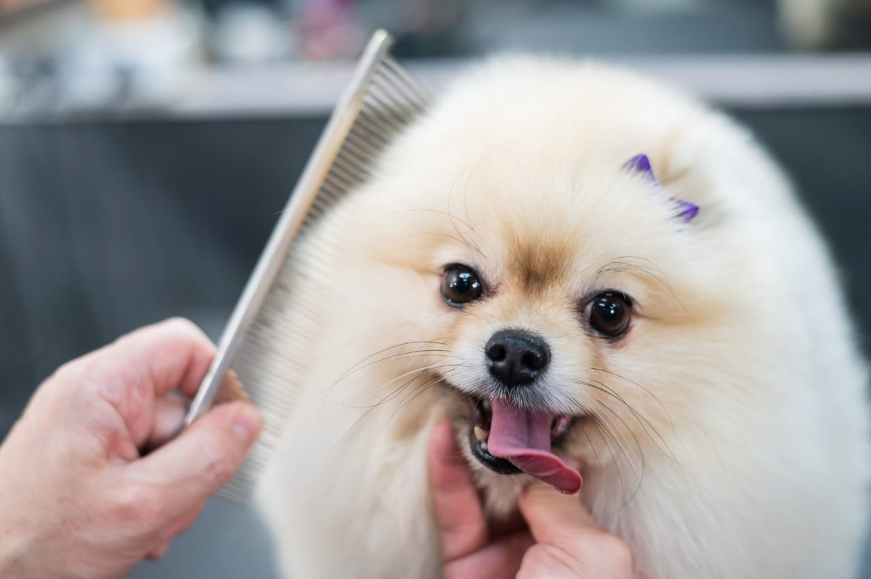 You are currently viewing The Benefits of Regular Pet Grooming for Animal Behavior and Well-being